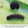 boloria caucasica daghestan larva l3